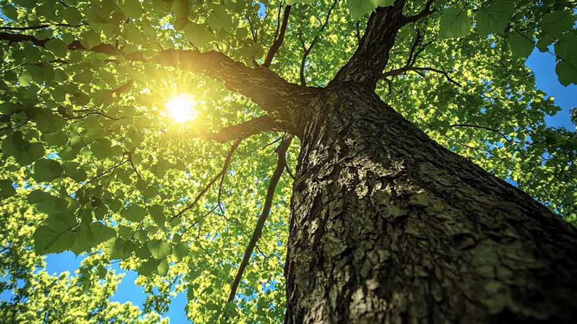 大树商城